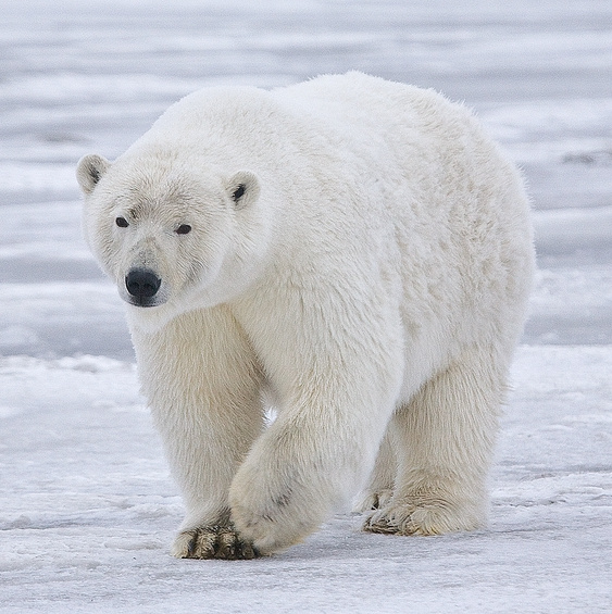 The Polar Bear is only found in the Arctic Ocean regions. This beautiful animal is specially adapted to survive in sub zero temperatures. Even its fur is hollow, acting like a permanent duvet, coupled with a thick layer of fat, this amazing creature can survive where other land mammals would freeze to death.
