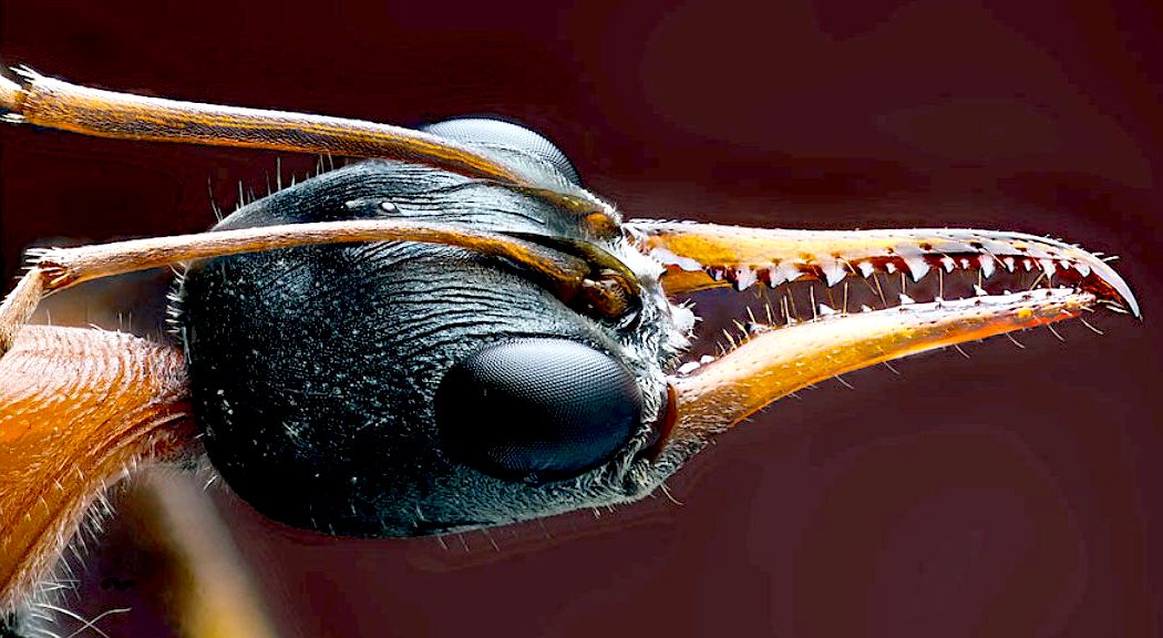 A serious hard case, giant ants from Australia